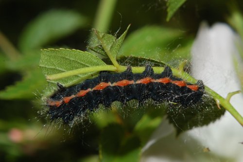 Saturnia pavoniella